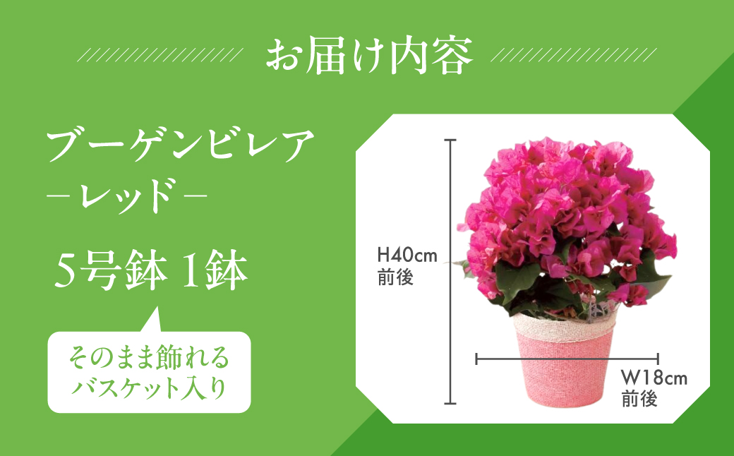 《母の日までにお届け》ブーゲンビレア レッド 花 花 鉢植え 鉢 鉢花 花 観葉植物 植物 5号鉢 人気 おしゃれ かわいい 母の日 プレゼント 贈り物 贈答 ギフト 冬 フラワーギフト 母の日 ありがとう お母さん 母 記念日