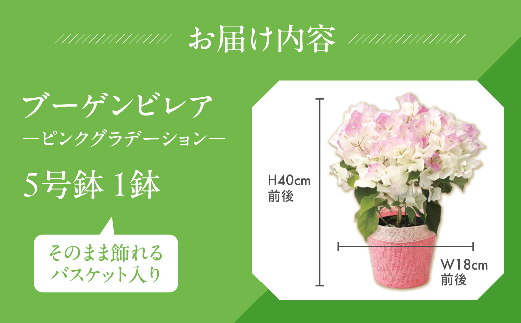 《母の日までにお届け》ブーゲンビレア ピンクグラデーション 花 花 鉢植え 鉢 鉢花 花 観葉植物 植物 5号鉢 人気 おしゃれ かわいい 母の日 プレゼント 贈り物 贈答 ギフト 冬 フラワーギフト 母の日 ありがとう お母さん 母 記念日