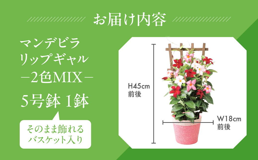 《母の日までにお届け》マンデビラ リオ 3色MIX フェンス仕立て 花 花 鉢植え 鉢 鉢花 花 観葉植物 植物 5号鉢 人気 おしゃれ かわいい 母の日 プレゼント 贈り物 贈答 ギフト 冬 フラワーギフト 母の日 ありがとう お母さん 母 記念日