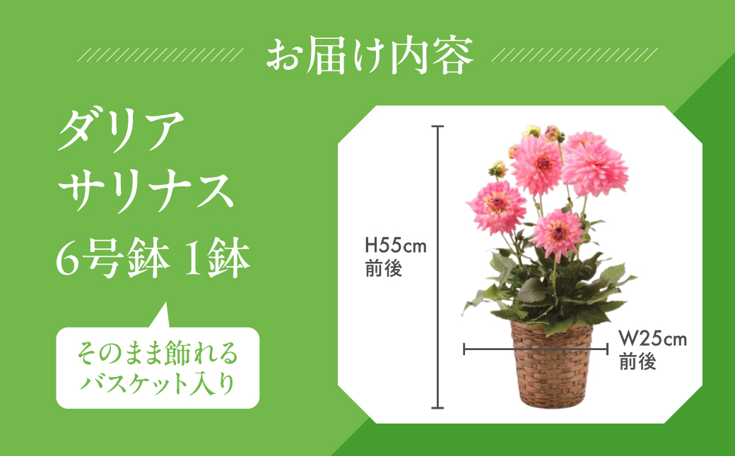 《母の日までにお届け》ダリア サリナス 花 花 鉢植え 鉢 鉢花 花 観葉植物 植物 6号鉢 人気 おしゃれ かわいい 母の日 プレゼント 贈り物 贈答 ギフト 冬 フラワーギフト 母の日 ありがとう お母さん 母 記念日