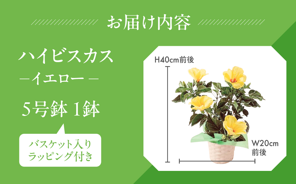 《父の日までにお届け》ハイビスカス イエロー 花 花 鉢植え 鉢 鉢花 花 観葉植物 植物 5号鉢 人気 おしゃれ かわいい 父の日 プレゼント 贈り物 贈答 ギフト 夏 フラワーギフト 父 ありがとう お父さん 父親 記念日