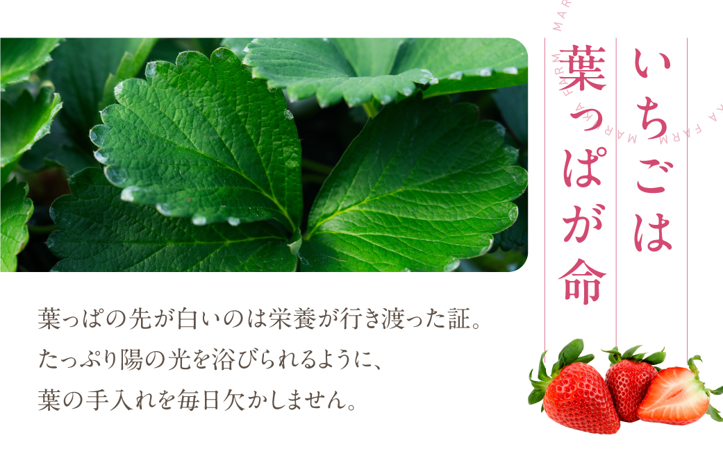 《先行予約》マルカ農園のイチゴ　2パック いちご 苺 イチゴ フルーツ 果物 渥美半島 愛知県 田原市 どうまい