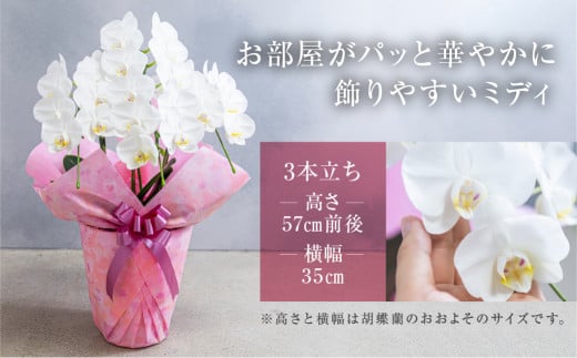 中村洋ランの胡蝶蘭　ミディ系白色3本陶器鉢寄せ植え