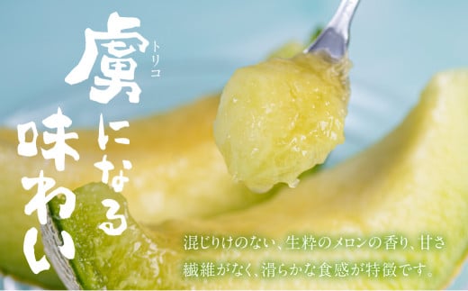 先行予約 渥美半島石井農園・純系古田メロン2玉 【2026年7月発送】 純系 箱詰め メロン フルーツ 果物 お取り寄せ 渥美半島 産地直送 幻 希少品 田原市 送料無料 20,000円