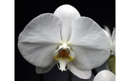 中村洋ランの胡蝶蘭　大輪　5本立ち　白　ラッピング ／ お花 生花 室内装飾 愛知県 特産品 産地直送 田原市 渥美半島