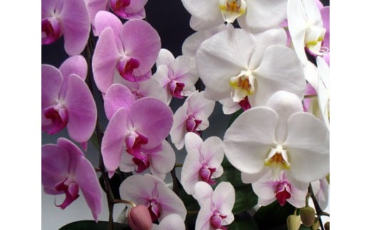 中村洋ランの胡蝶蘭　大輪　5本立ち　ミックス（白・ピンク・白赤） ／ お花 生花 室内装飾 愛知県 特産品 産地直送 田原市 渥美半島
