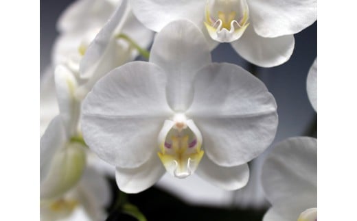 中村洋ラン 胡蝶蘭 ミディ 2本立ち 白 ／ 16輪～20輪 お花 生花  アマビリス 田原市 渥美半島
