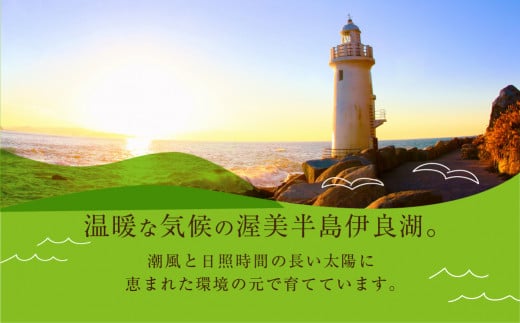 野菜ソムリエ推薦 渥美半島伊良湖潮風育ち マスクメロン2玉  2L～3L サイズ(3～4キロ)カラーギフト箱入り　 田原市 伊良湖産 ギフト プレゼント お取り寄せ 渥美半島 農家直送 送料無料 12000円