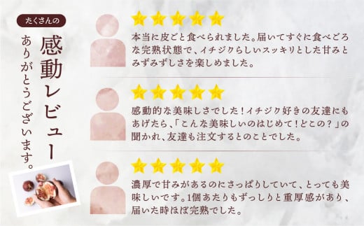 先行予約 完熟 いちじく［極］ 2026年6月～お届け いちじく イチジク フルーツ 果物