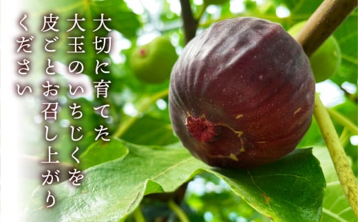 先行予約 完熟 いちじく 9～12玉 ［極］大玉 定期便 3カ月 いちじく好きのための定期便 2025年6月より順次発送 無花果 イチジク 愛知県  田原市 48000円