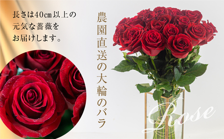 バラ 花束 大輪 赤 50本 (40cm) ブーケ 薔薇 ローズ 生花 観賞用 プレゼント 花 ギフト 誕生日 植物 フラワー 土壌栽培 産地直送 田原市 人気 切り花 切花 28000円