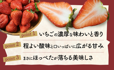 紅ほっぺ 8～15粒 2シート 2月中お届け イチゴ いちご 苺 果物 くだもの フルーツ お陽様農園 先行受付 お取り寄せ 田原市 渥美半島 産地直送 送料無料 事前予約