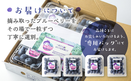 【先行予約】2026年発送　渥美半島　完熟　ブルーベリー　1kg