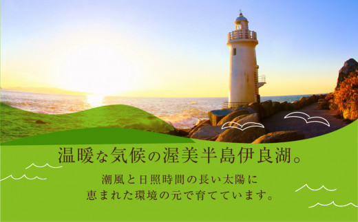 先行予約 数量限定 野菜ソムリエ推薦渥美半島伊良湖潮風育ちマスクメロン3玉大玉サイズ(5.5～6キロ)カラーギフト箱入り 2026年６月下旬～８月上旬発送 田原市 伊良湖産 ギフト プレゼント お取り寄せ 渥美半島 農家直送 送料無料 25000円