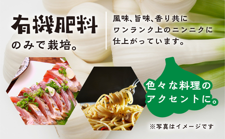 ≪先行予約≫ 訳あり 渥美半島産　ニンニク （乾燥）１ｋｇ 簡易包装 にんにく 国産にんにく 平戸にんにく 愛知県 田原市