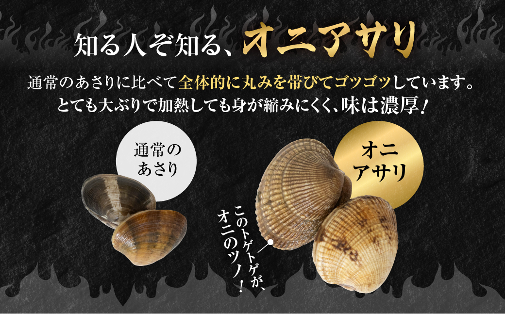 渥美産 渥美産 オニアサリ 1kg あさり
