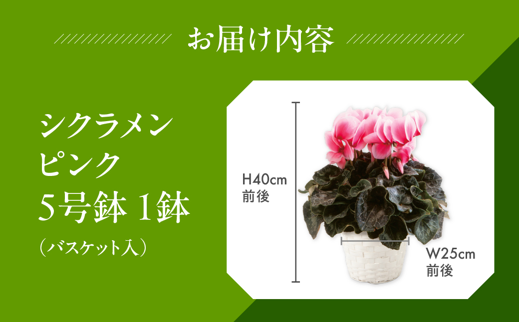シクラメン ピンク 観葉植物 植物 5号鉢 人気 おしゃれ かわいい 初心者 枯れにくい 育てやすい お手入れ 室内 大鉢 中型 インテリア リビング 玄関 寝室 キッチン オフィス プレゼント ギフト 冬 クリスマス
