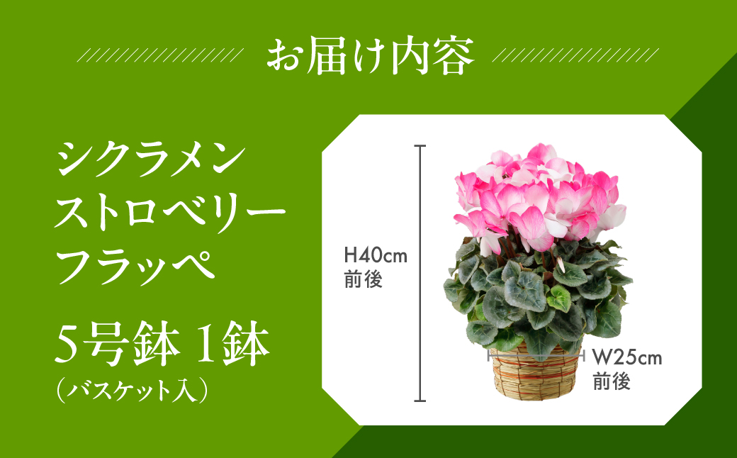 シクラメン ストロベリーフラッペ 観葉植物 植物 5号鉢 人気 おしゃれ かわいい 初心者 枯れにくい 育てやすい お手入れ 室内 大鉢 中型 インテリア リビング 玄関 寝室 キッチン オフィス プレゼント ギフト 冬 クリスマス