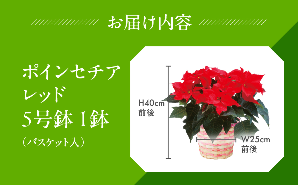ポインセチア レッド 観葉植物 植物 5号鉢 人気 おしゃれ かわいい お手入れ 室内 大鉢 中型 インテリア リビング 玄関 寝室 キッチン オフィス プレゼント ギフト 冬 クリスマス フラワーギフト