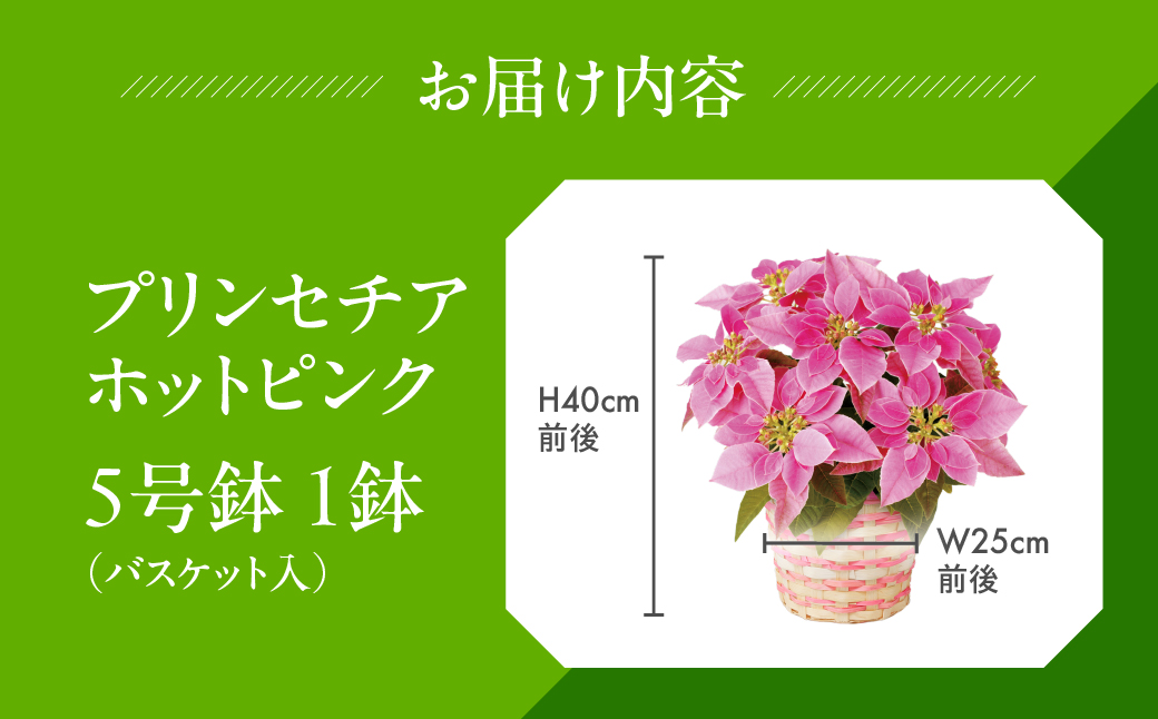プリンセチア ホットピンク 観葉植物 植物 5号鉢 人気 おしゃれ かわいい お手入れ 室内 大鉢 中型 インテリア リビング 玄関 寝室 キッチン オフィス プレゼント ギフト 冬 クリスマス フラワーギフト