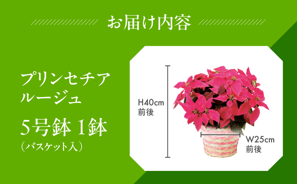 プリンセチア ルージュ 観葉植物 植物 5号鉢 人気 おしゃれ かわいい お手入れ 室内 大鉢 中型 インテリア リビング 玄関 寝室 キッチン オフィス プレゼント ギフト 冬 クリスマス フラワーギフト
