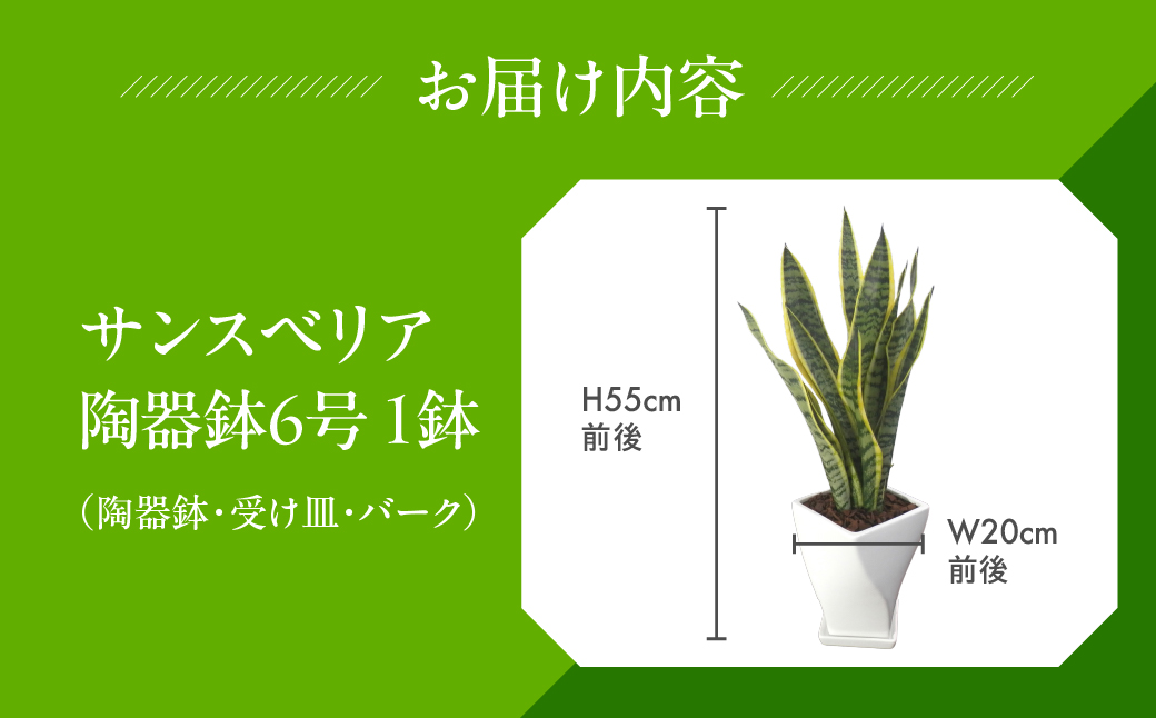 サンスベリア 6号鉢 観葉植物 植物 サンスベリア 人気 おしゃれ かわいい 初心者 枯れにくい 育てやすい お手入れ 室内 大鉢 中型 インテリア リビング 玄関 寝室 キッチン オフィス 店舗 プレゼント ギフト 新築 引っ越し
