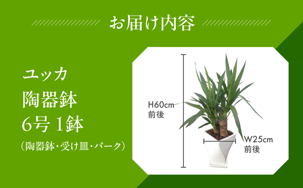 ユッカ 観葉植物 植物 6号鉢 人気 おしゃれ かわいい お手入れ 室内 大鉢 中型 インテリア リビング 玄関 寝室 キッチン オフィス プレゼント ギフト 新居 入居 インテリアグリーン グリーン 緑 植物