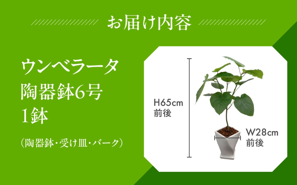 ウンベラータ 観葉植物 植物 6号鉢 人気 おしゃれ かわいい お手入れ 室内 大鉢 中型 インテリア リビング 玄関 寝室 キッチン オフィス プレゼント ギフト 新居 入居 インテリアグリーン グリーン 緑 植物