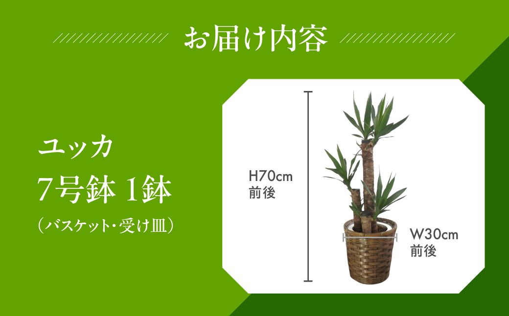 ユッカ 観葉植物 植物 7号鉢 人気 おしゃれ かわいい お手入れ 室内 大鉢 中型 インテリア リビング 玄関 寝室 キッチン オフィス プレゼント ギフト 新居 入居 インテリアグリーン グリーン 緑 植物