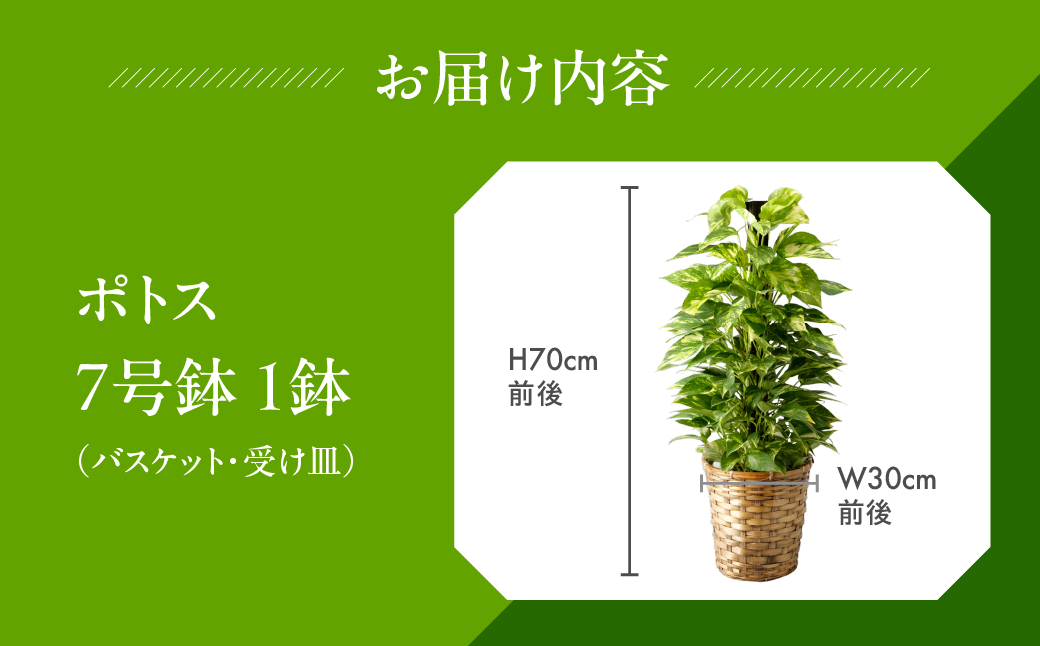 ポトス 7号鉢 観葉植物 植物 7号鉢 人気 おしゃれ かわいい お手入れ 室内 大鉢 中型 インテリア リビング 玄関 寝室 キッチン オフィス プレゼント ギフト 新居 入居 インテリアグリーン グリーン 緑 植物
