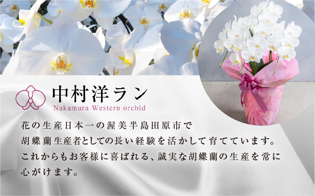 中村洋ランの胡蝶蘭 ミディ 3本立ち ピンク ／ 25輪～30輪 お花 生花 産地直送 田原市 渥美半島