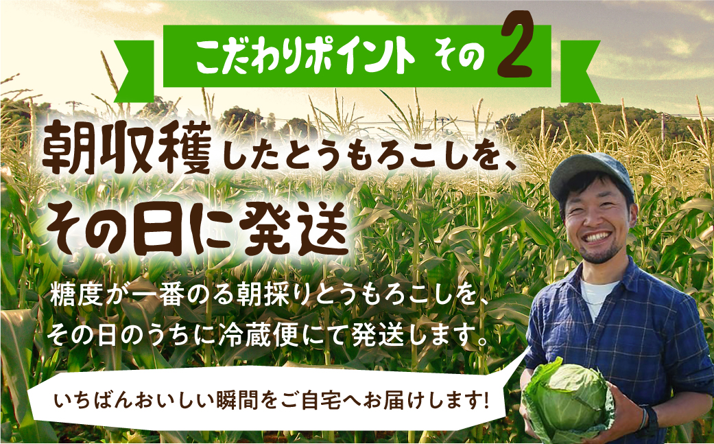 《先行予約》高評価 平均糖度20以上 白い極甘とうもろこし 10本 朝採り 人気 甘い 訳あり ワケアリ 簡単調理 まるで フルーツ 送料無料 高レビュー 数量限定 2025年 先行予約