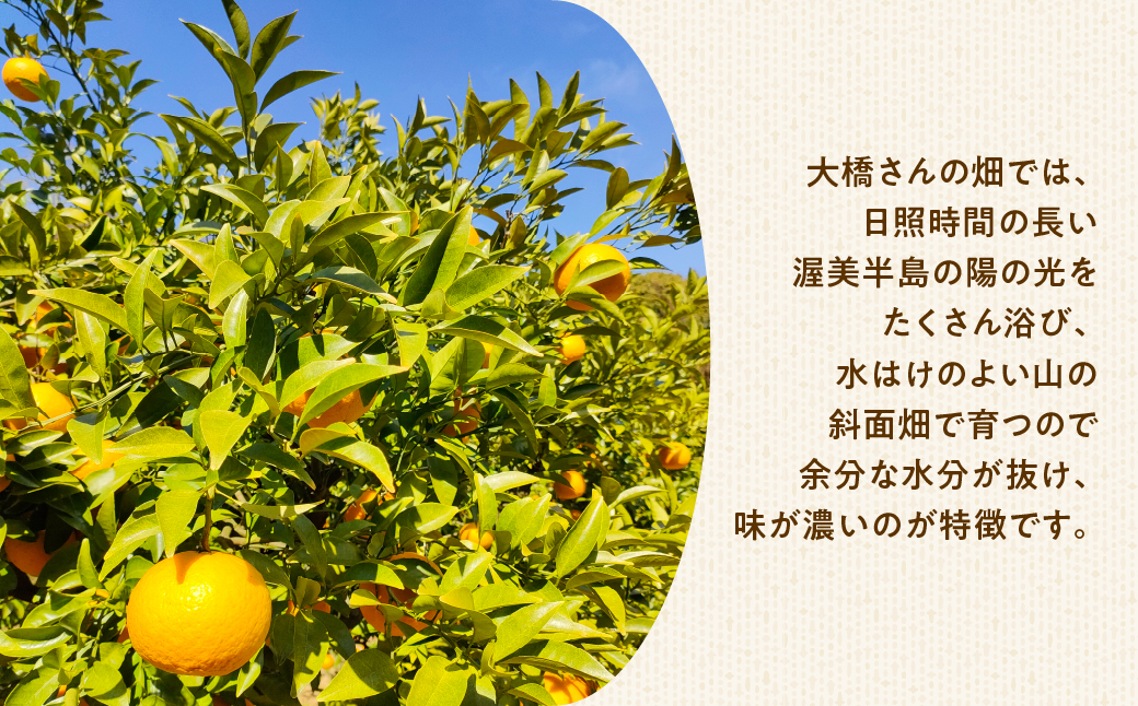 大橋農園の 甘夏 5kg 甘夏 あまなつ 柑橘 柑橘類 フルーツ 果物 旬 オレンジ みかん マーマレード マーマレードジャム ゼリー に 愛知県 田原市 渥美半島
