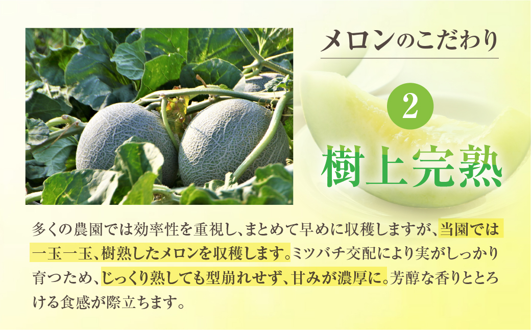 【先行予約】渥美半島産　青木さんちのキャサリン夏紀 樹上完熟 4玉～5玉 約5kg メロン キャサリン 青肉メロン 完熟 フルーツ 果物 デザート 農家直送 送料無料 熟成