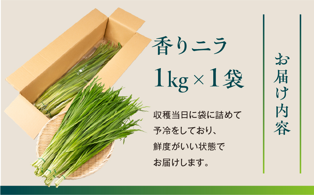 横地愛菜園の 香りニラ 1kg ニラ 小分け 国産 1kg 餃子 もつ鍋 野菜炒め に 野菜 旬 料理 葉物野菜 にら 愛知県 田原市 渥美半島