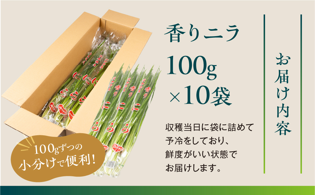 横地愛菜園の 香りニラ 100g小分け袋 ニラ 小分け 国産 100g 餃子 もつ鍋 野菜炒め に 野菜 旬 料理 葉物野菜 にら 愛知県 田原市 渥美半島