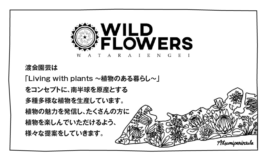 《先行予約》カンガルーポー セレブレーション マスカレード 5号サイズ 1鉢 ワタライ園芸 カンガルーポー 観葉植物 花 鉢植え 鉢 温室 植物 グリーン ガーデニング 花 フラワー
