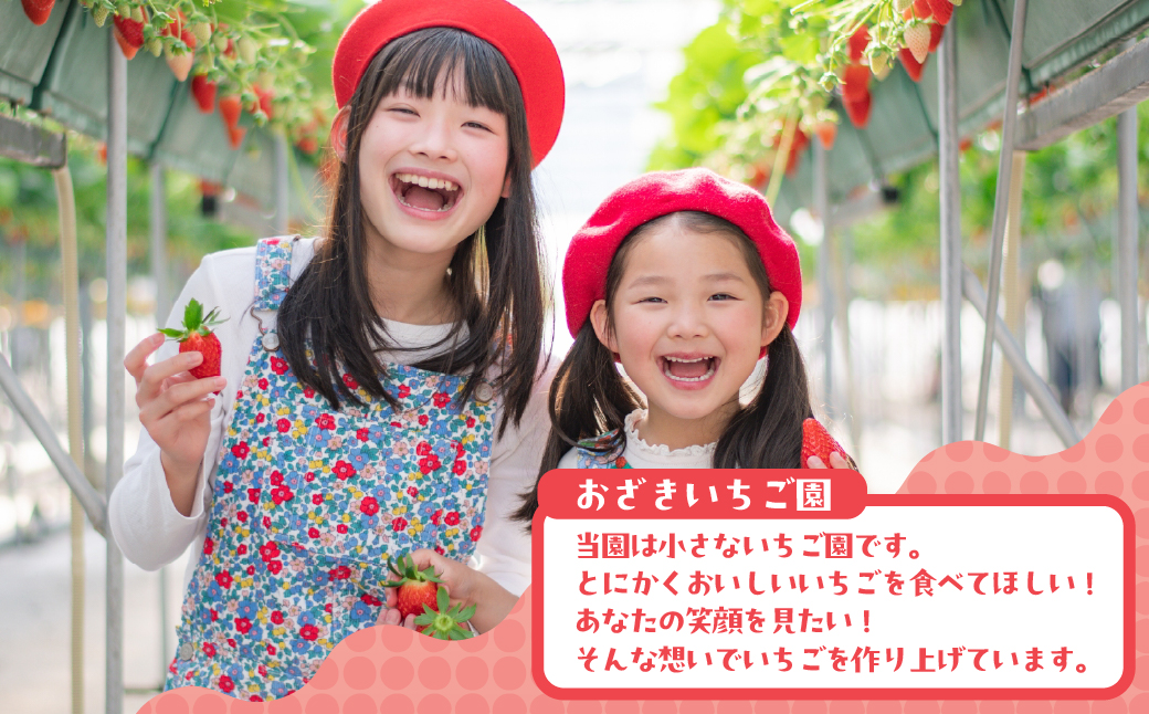 完熟いちご 18粒～24粒 いちご柄BOX いちご イチゴ 苺 章姫 大粒 ストロベリー ベリー ジャム いちごジャム イチゴジャム いちご狩り いちご園 おざきいちご園 渥美半島 愛知県 田原市