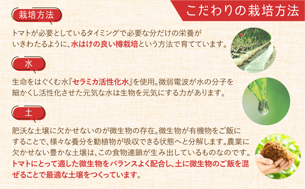  【トマト農家が本気で作った】ウエタトマトdeドライトマト　15g×3袋 ／ 乾燥 とまと 無添加 愛知県 特産品 産地直送 田原市 渥美半島