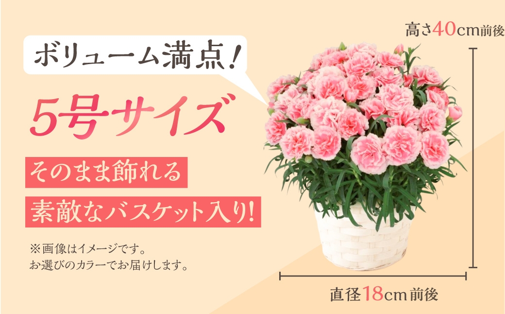《母の日までにお届け》【オルフィカ】カーネーション 鉢植え 5号鉢 花 フラワー ギフト 母の日 贈り物 プレゼント 母 ママ お母さん ありがとう 感謝 贈答 鉢