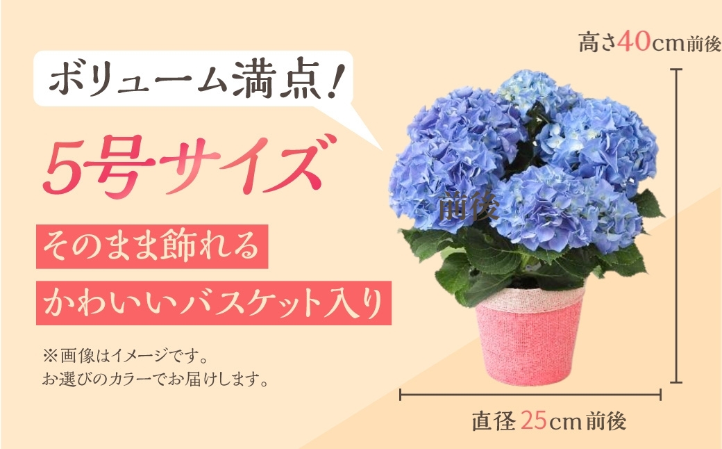 《母の日までにお届け》アジサイ【パリジェンヌ】 アジサイ あじさい 紫陽花 花 鉢植え 鉢 鉢花 花 観葉植物 植物 5号鉢 人気 おしゃれ かわいい 母の日 プレゼント 贈り物 贈答 ギフト 冬 フラワーギフト 母の日 ありがとう お母さん 母 記念日