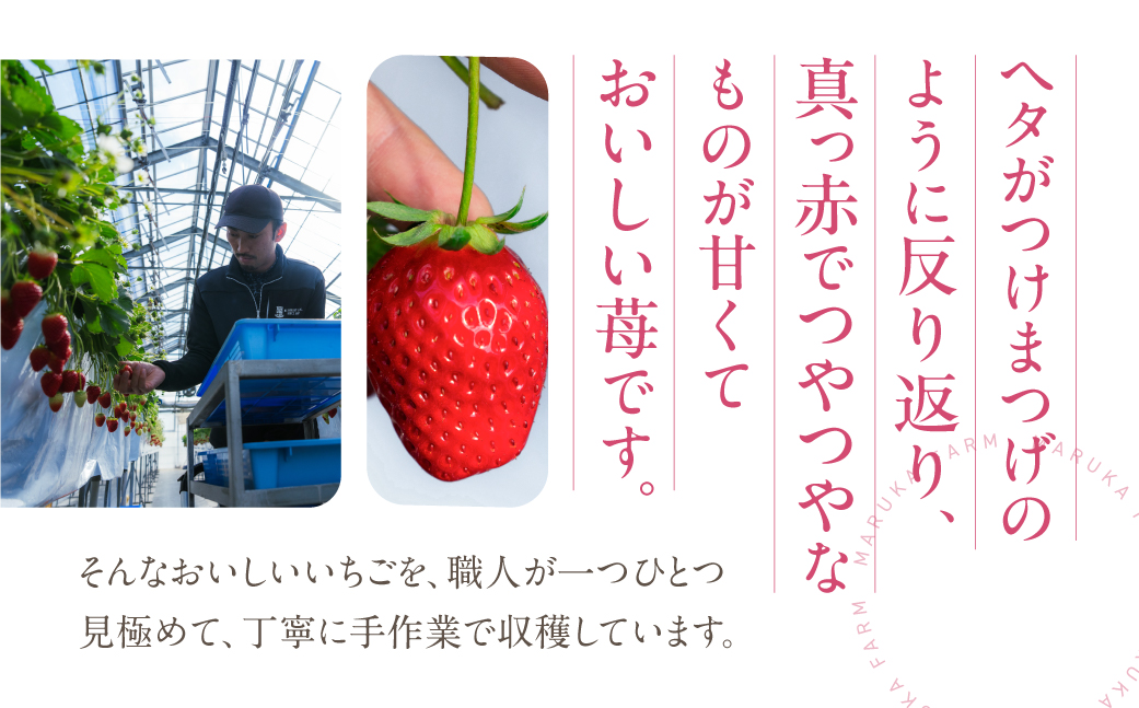 《先行予約》マルカ農園のイチゴ　2パック いちご 苺 イチゴ フルーツ 果物 渥美半島 愛知県 田原市 どうまい