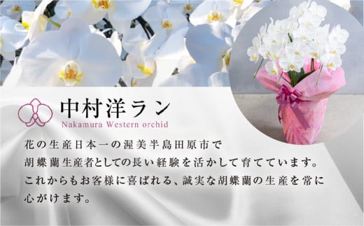 中村洋ランの胡蝶蘭　ミディ系白色3本陶器鉢寄せ植え