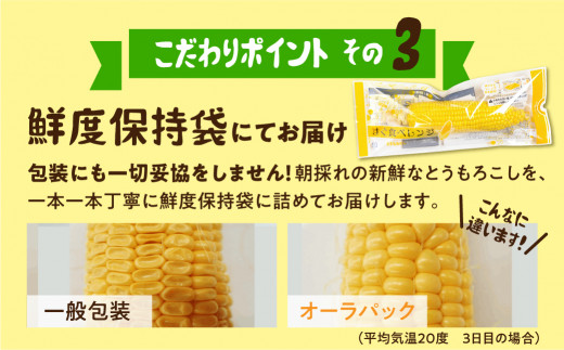 《期間限定》2026年先行予約 平均糖度20度以上 極甘とうもろこし 10～12本 鮮度保持袋入り
