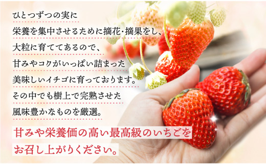 【愛知県・田原産】ブランドいちご「いちごのしあわせ」約9粒～15粒 ／ 苺 イチゴ フルーツ 果物 農薬節減 愛知県 特産品 産地直送 田原市 渥美半島