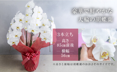 中村洋ラン  胡蝶蘭 大輪 3本立ち 白 ラッピング ／ お花 生花 室内装飾 愛知県 特産品 産地直送 田原市 渥美半島