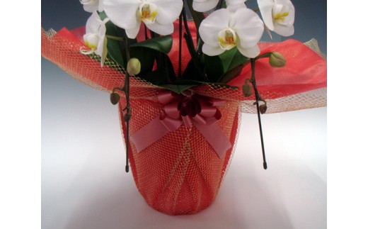 中村洋ランの胡蝶蘭　大輪　5本立ち　白　ラッピング ／ お花 生花 室内装飾 愛知県 特産品 産地直送 田原市 渥美半島