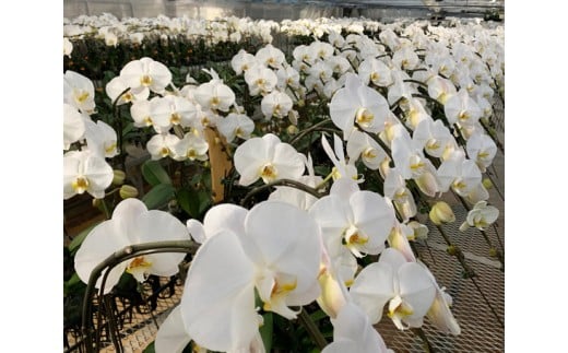 中村洋ランの胡蝶蘭　大輪　5本立ち　ミックス（白・ピンク・白赤） ／ お花 生花 室内装飾 愛知県 特産品 産地直送 田原市 渥美半島