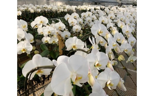 中村洋ラン 胡蝶蘭 ミディ 2本立ち 白 ／ 16輪～20輪 お花 生花  アマビリス 田原市 渥美半島