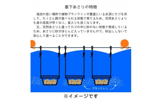 《先行予約》渥美 垂下 あさり かごいり娘 1.2kg